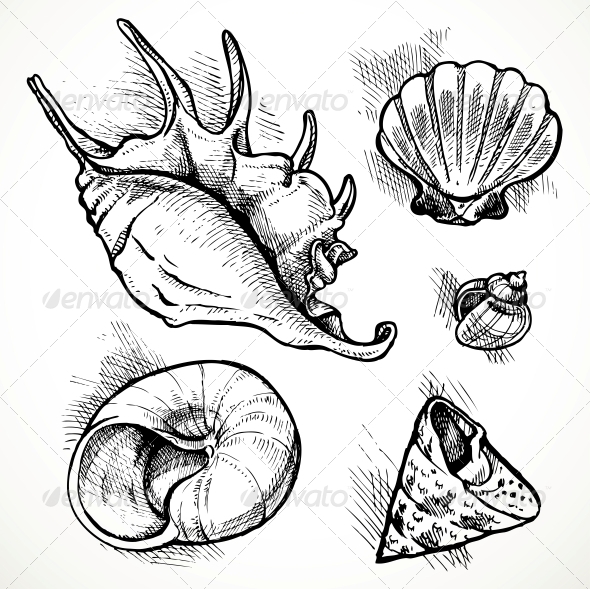 590x589 Set Of Shell Sketches By Azuzl Graphicriver - Organic Sketches