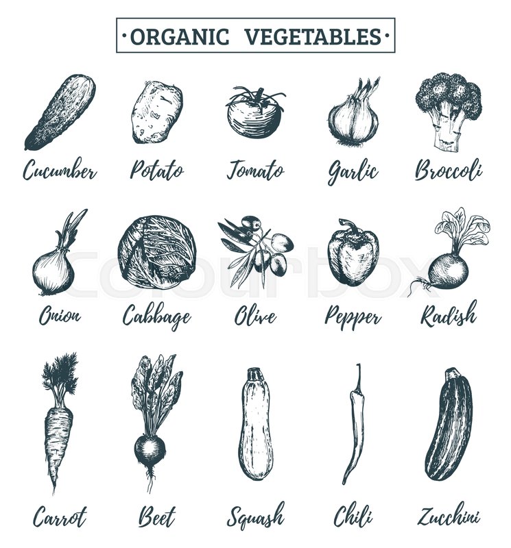 745x800 Vector Farm Vegetables Sketches Set. Organic Eco Products - Organic Sketches