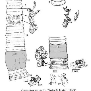 320x320 Amynthas Agrestis (Goto Amp Hatai, 1899). Sketches Of Two Specimens - Organic Sketches