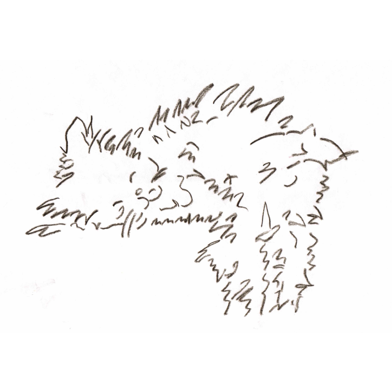 800x800 Oscar Sketch - Oscar Sketch