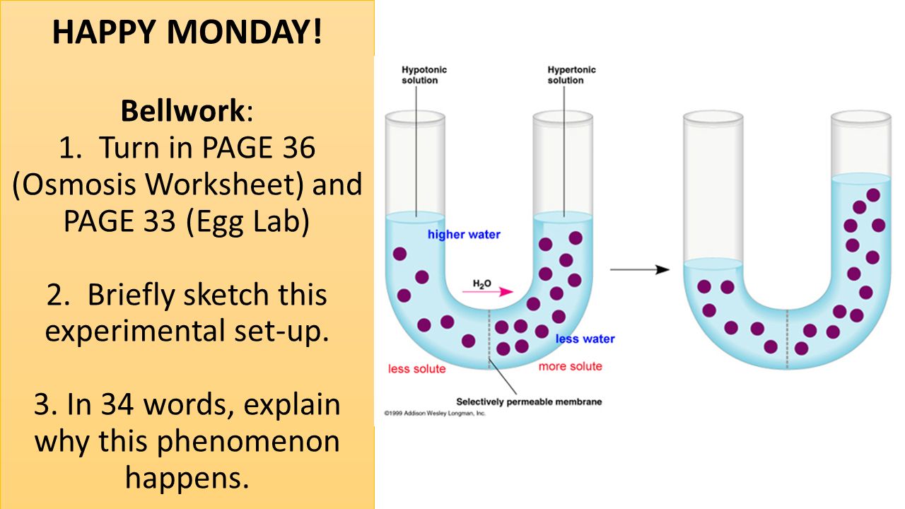 1280x720 Happy Monday! Bellwork 1. Turn In - Osmosis Sketch