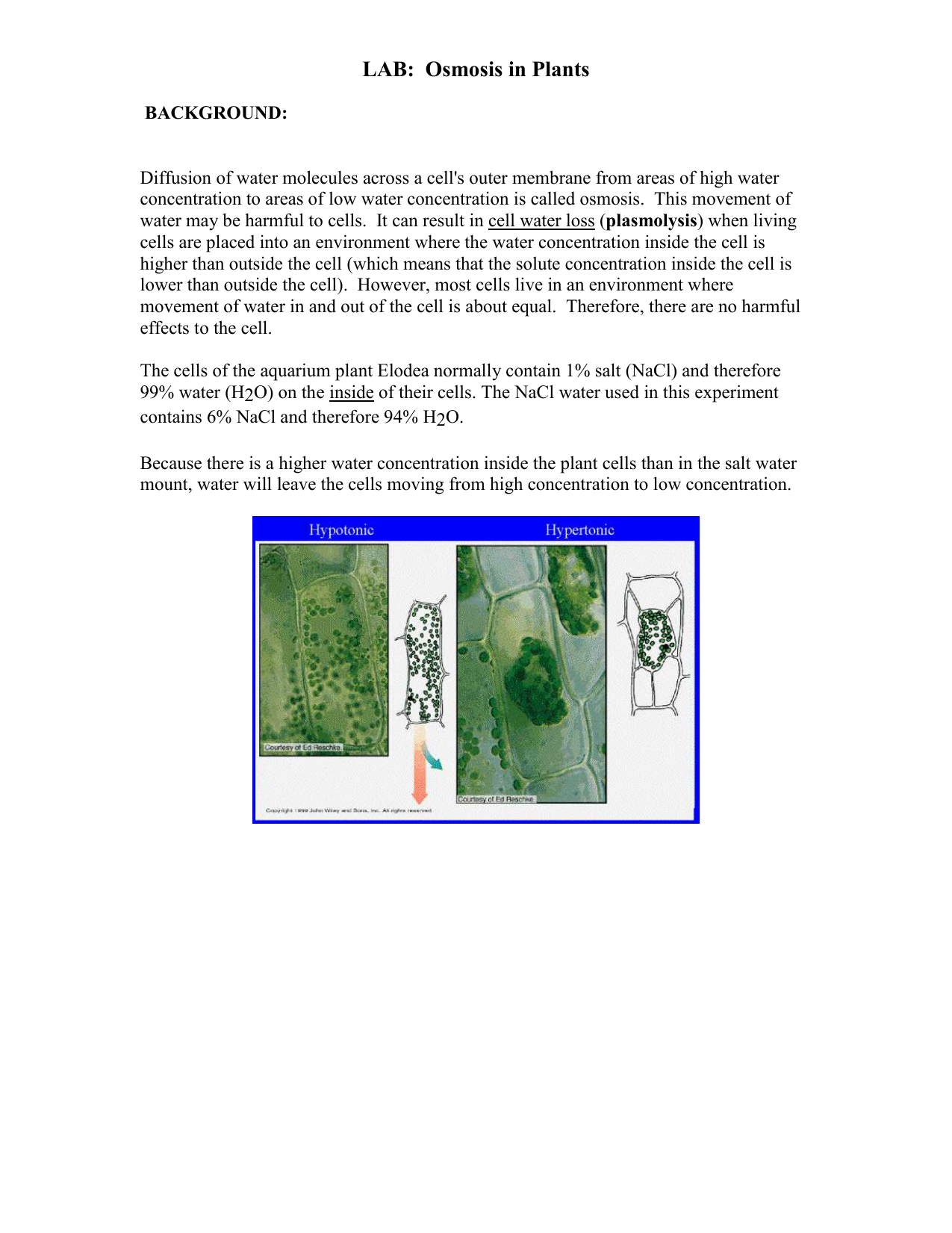 1275x1651 Lab Osmosis In Plants - Osmosis Sketch