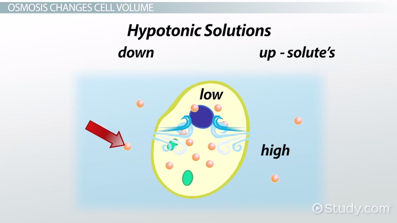 1272x716 Osmosis Definition Amp Examples - Osmosis Sketch