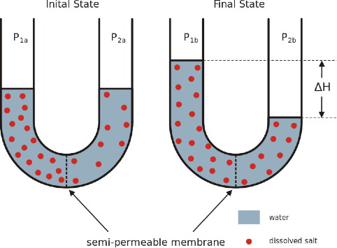 482x355 Osmosis Lab - Osmosis Sketch