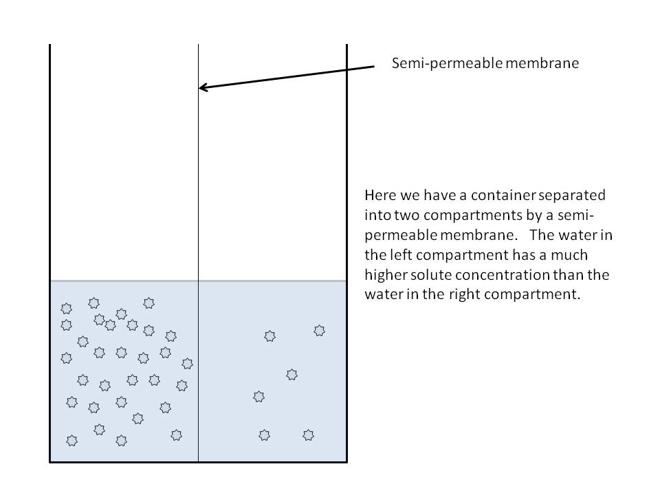 960x720 Osmosis The Ins And Outs Of Biological Membranes - Osmosis Sketch
