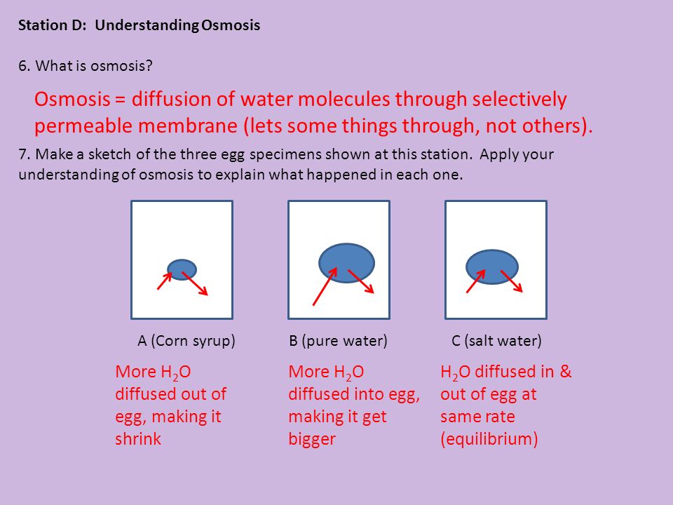 960x720 Warm Up How Is Osmosis Related To Diffusion Diffusion = Movement - Osmosis Sketch
