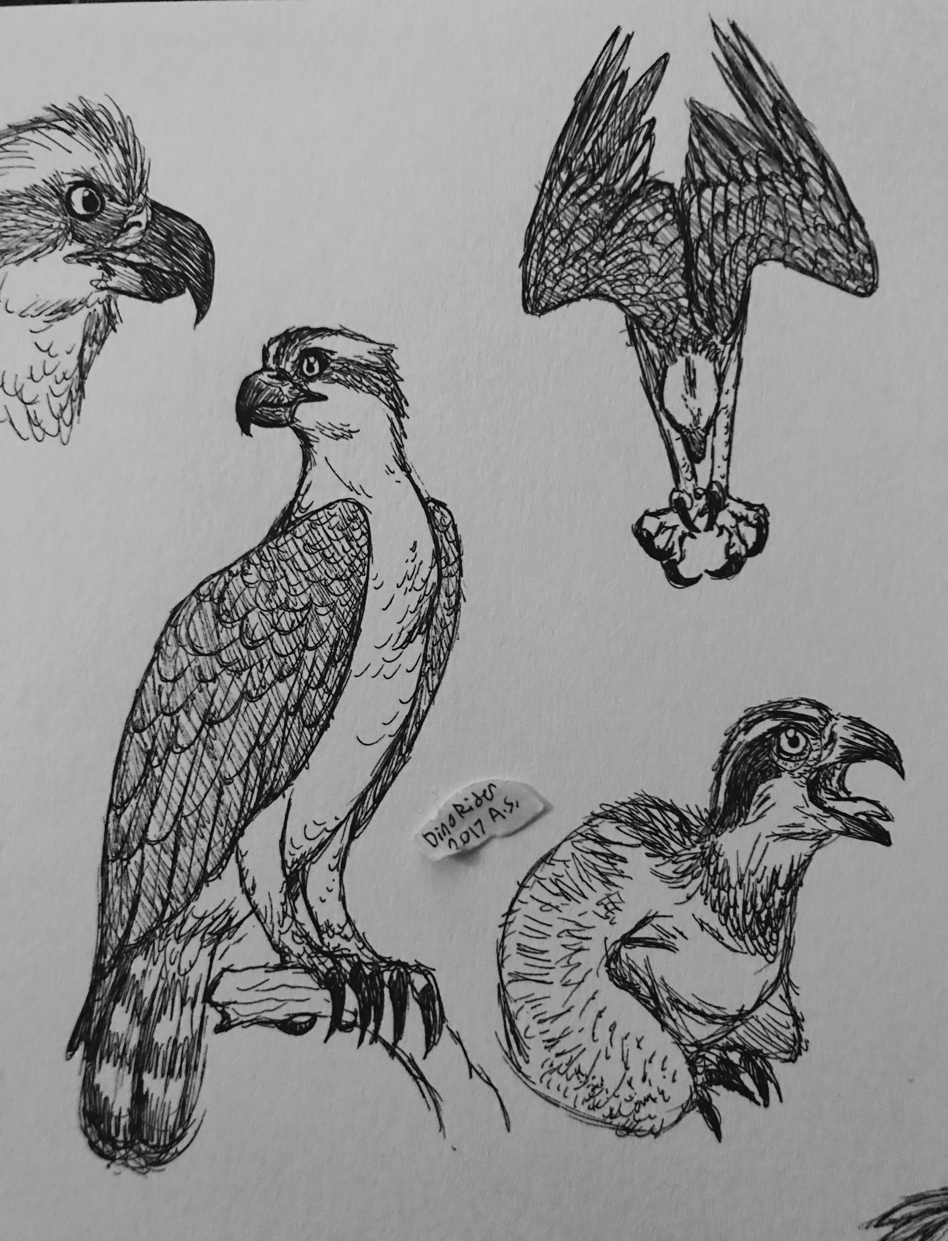 Osprey Sketch