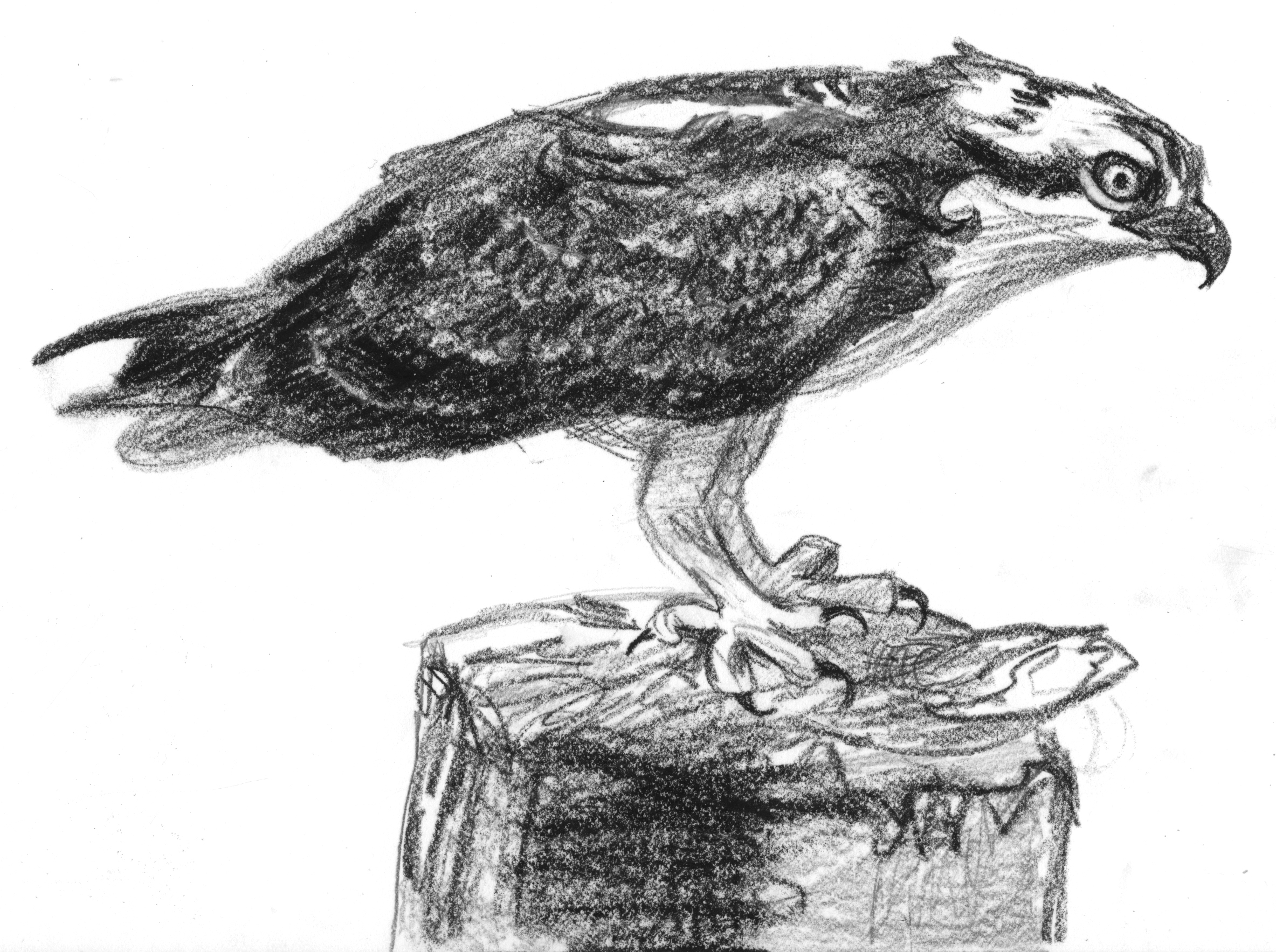 2367x1767 Osprey Fledgling With A Fish Illustrated By Kate Garchinsky - Osprey Sketch