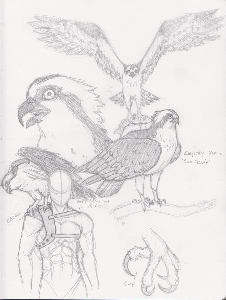 723x960 Osprey Sketch By Mixedsignals19 - Osprey Sketch