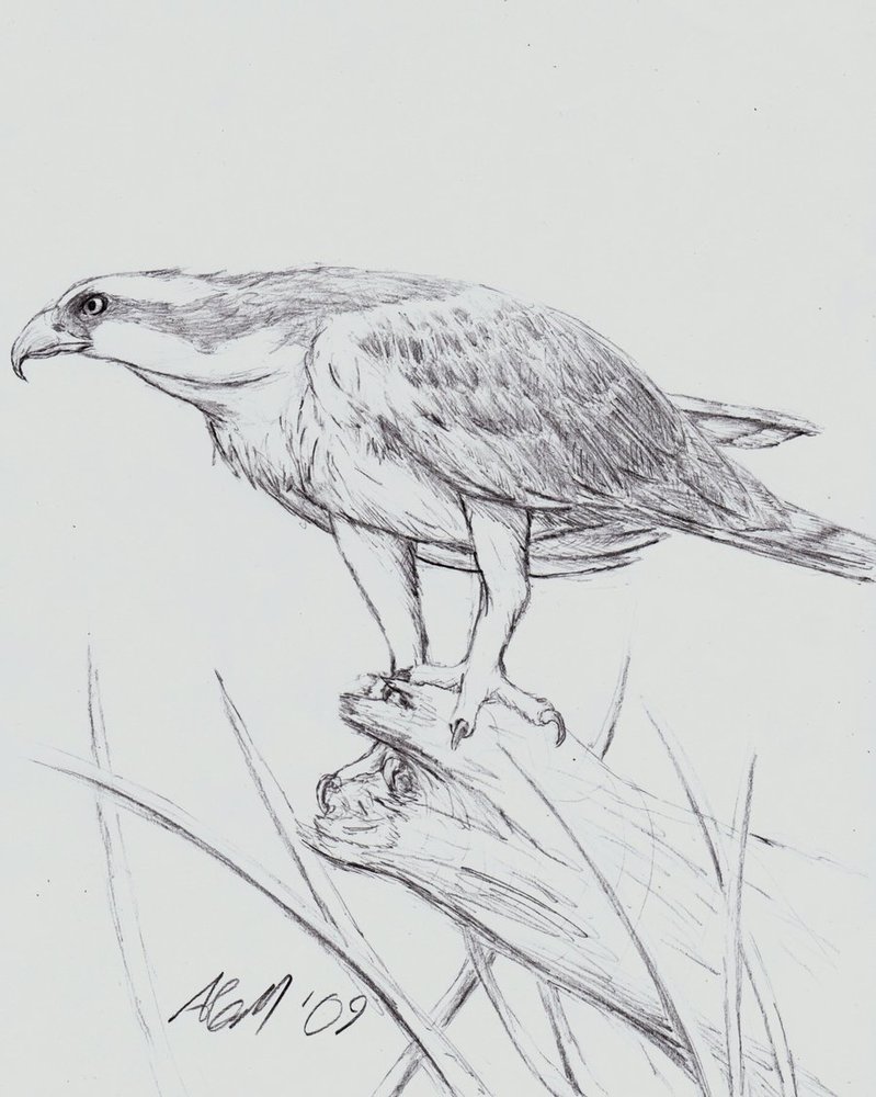 799x1000 Osprey Sketch By Mostly Harmful - Osprey Sketch