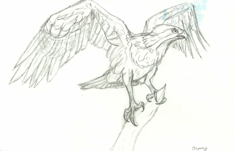 744x480 Osprey Sketch By Roomsinthewalls - Osprey Sketch