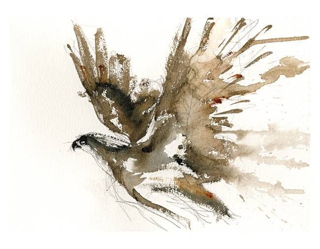 650x506 Osprey Sketch Limited Edition Print Tattoos - Osprey Sketch