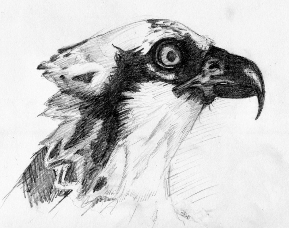 1006x795 Osprey Head Study By Wykdtron - Osprey Sketch