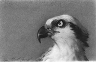 320x207 Osprey Sketch Art Works! Sketches - Osprey Sketch