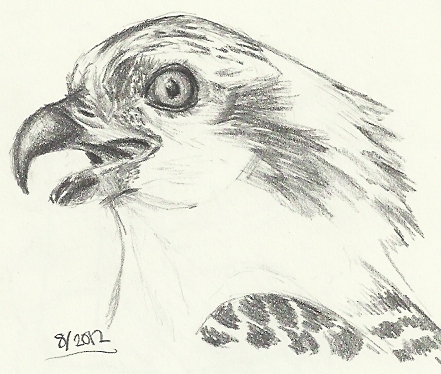 441x374 Osprey Sketch By Aki Rain - Osprey Sketch
