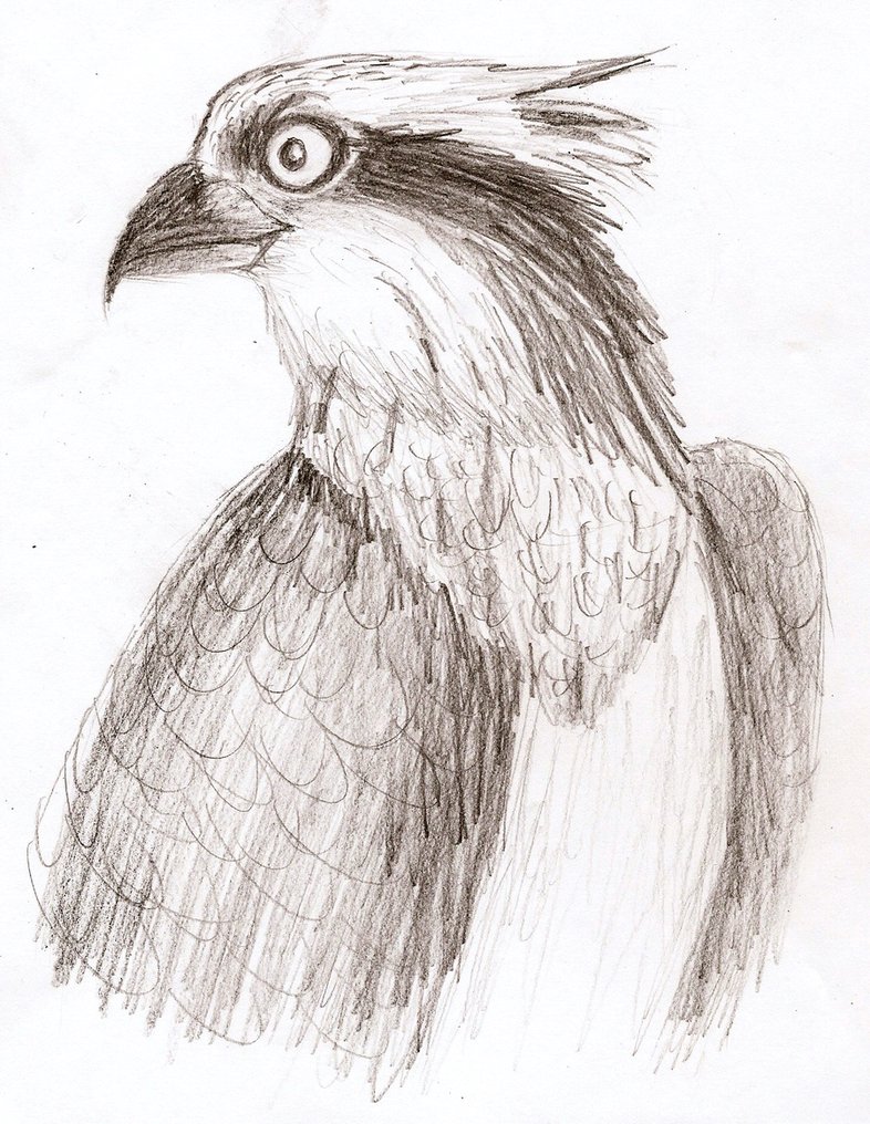 786x1016 Osprey Sketch By Finnfox66 - Osprey Sketch