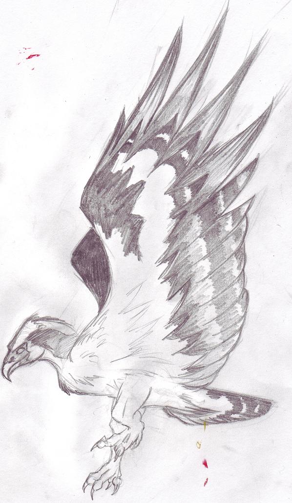 598x1030 Osprey Sketch By Northskythunder - Osprey Sketch