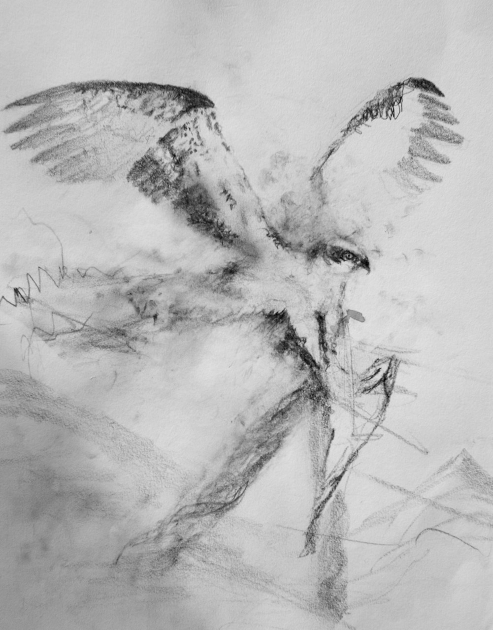 Osprey Sketch at PaintingValley.com | Explore collection of Osprey Sketch