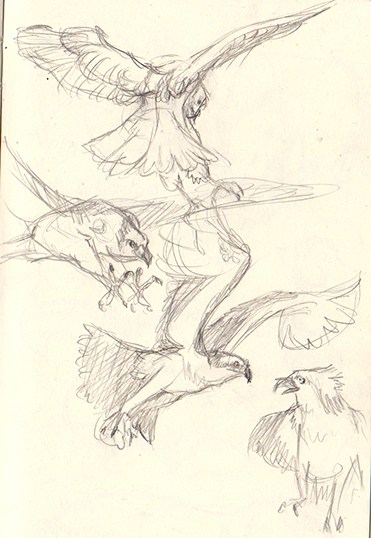 371x538 Sketchbook Saturday Osprey And Barn Owl Sketches - Osprey Sketch