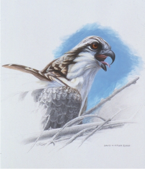300x350 Wildlife Artist David N. Kitler - Osprey Sketch