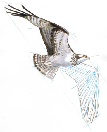 366x450 Osprey Sketch - Osprey Sketch