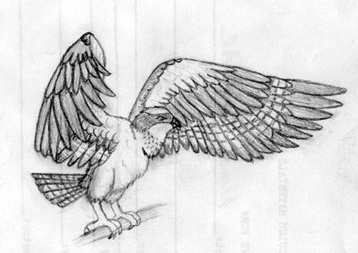 400x283 Osprey Sketch By Mew Trainer Rose - Osprey Sketch