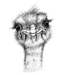 Ostrich Sketch