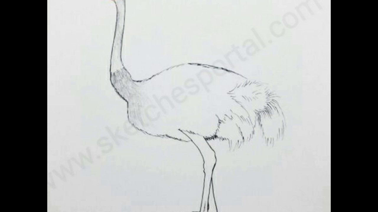 1280x720 How To Draw A Ostrich In 11 Steps - Ostrich Sketch
