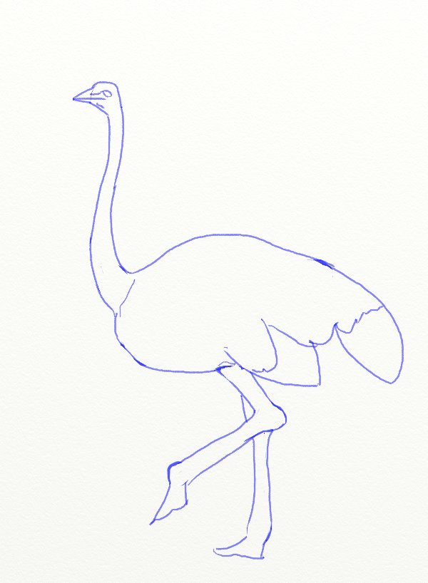 600x818 How To Draw An Ostrich - Ostrich Sketch