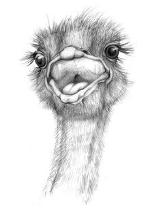 236x300 Image Result For Ostrich Sketch Black And White Place Cards - Ostrich Sketch