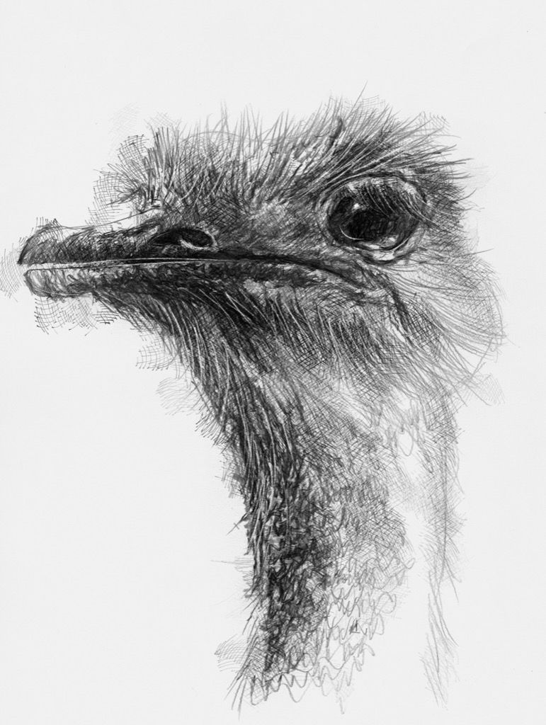 771x1024 Ostrich Back To The Drawing Board Sketches, Artist - Ostrich Sketch