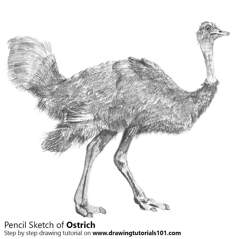 800x800 Ostrich Pencil Drawing - Ostrich Sketch