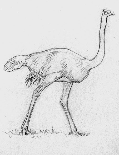 452x591 Collection Of Ostrich Pencil Drawing High Quality, Free - Ostrich Sketch