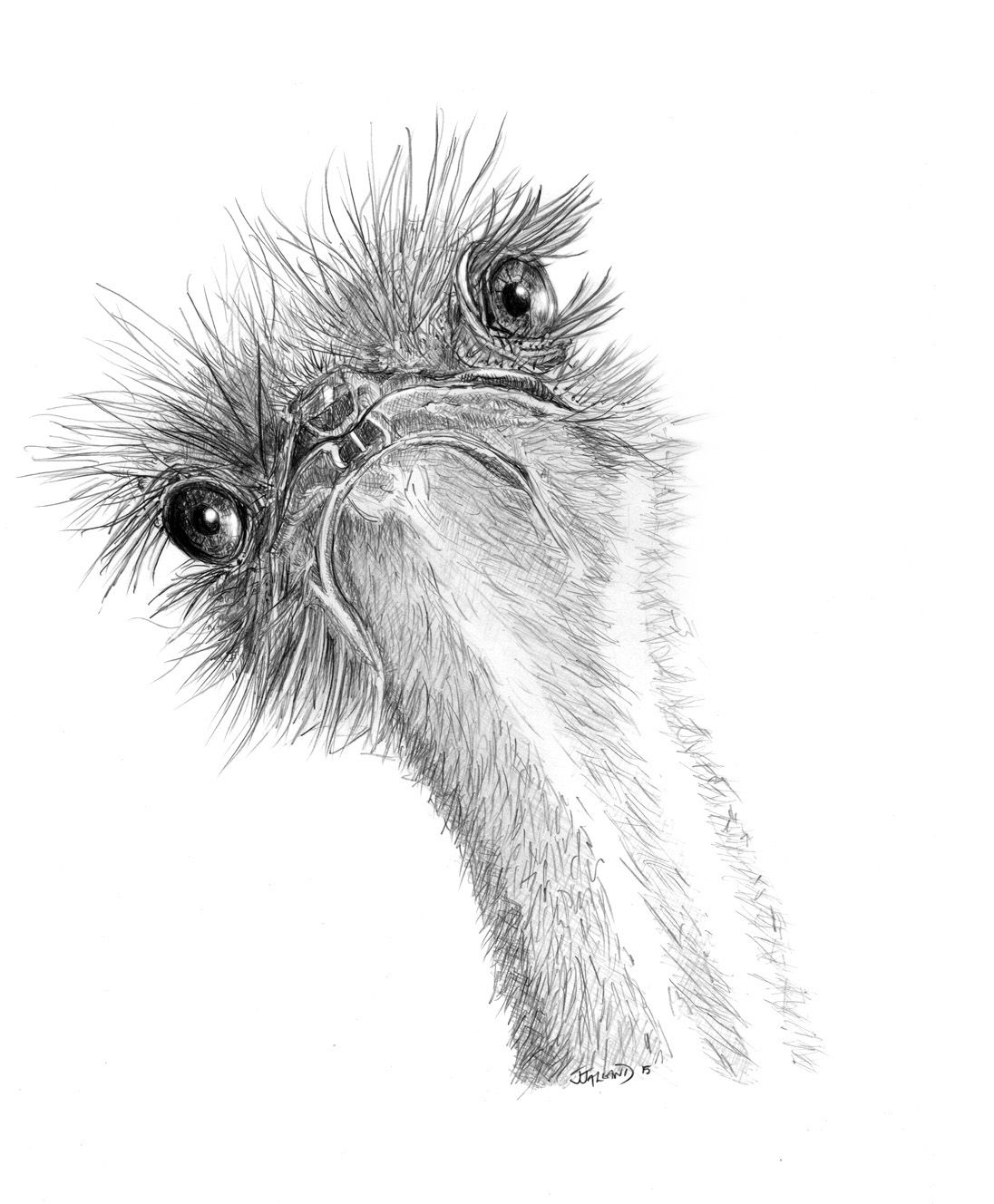 1096x1328 Ostrich Pencil Sketch By Julie Jalland Gift Available From Www - Ostrich Sketch