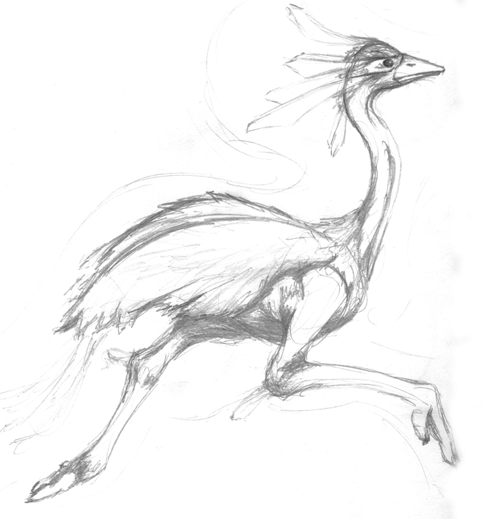 702x756 Ostrich Sketch By Belabras - Ostrich Sketch