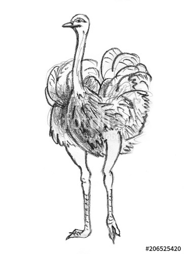 363x500 Pencil Sketch Of Ostrich, Hand Drawing Stock Photo And Royalty - Ostrich Sketch