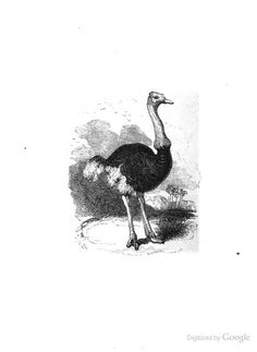 236x323 70 Best Ostrich Images In 2018 Funny Animals - Ostrich Sketch