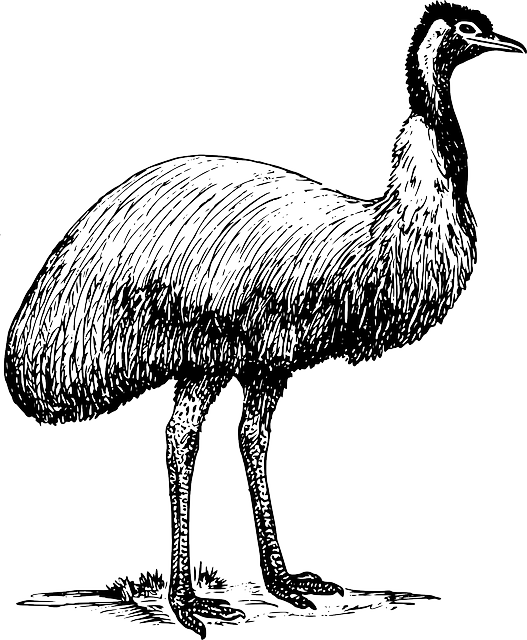 527x640 Sketch, Cartoon, Page, Bird, Colour, Ostrich, Animal - Ostrich Sketch