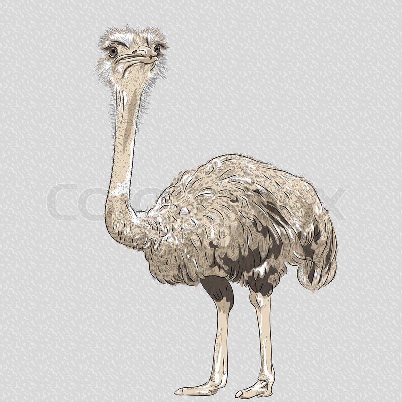 800x800 Sketch Closeup Portrait Of Funny Ostrich Bird Stock Vector - Ostrich Sketch