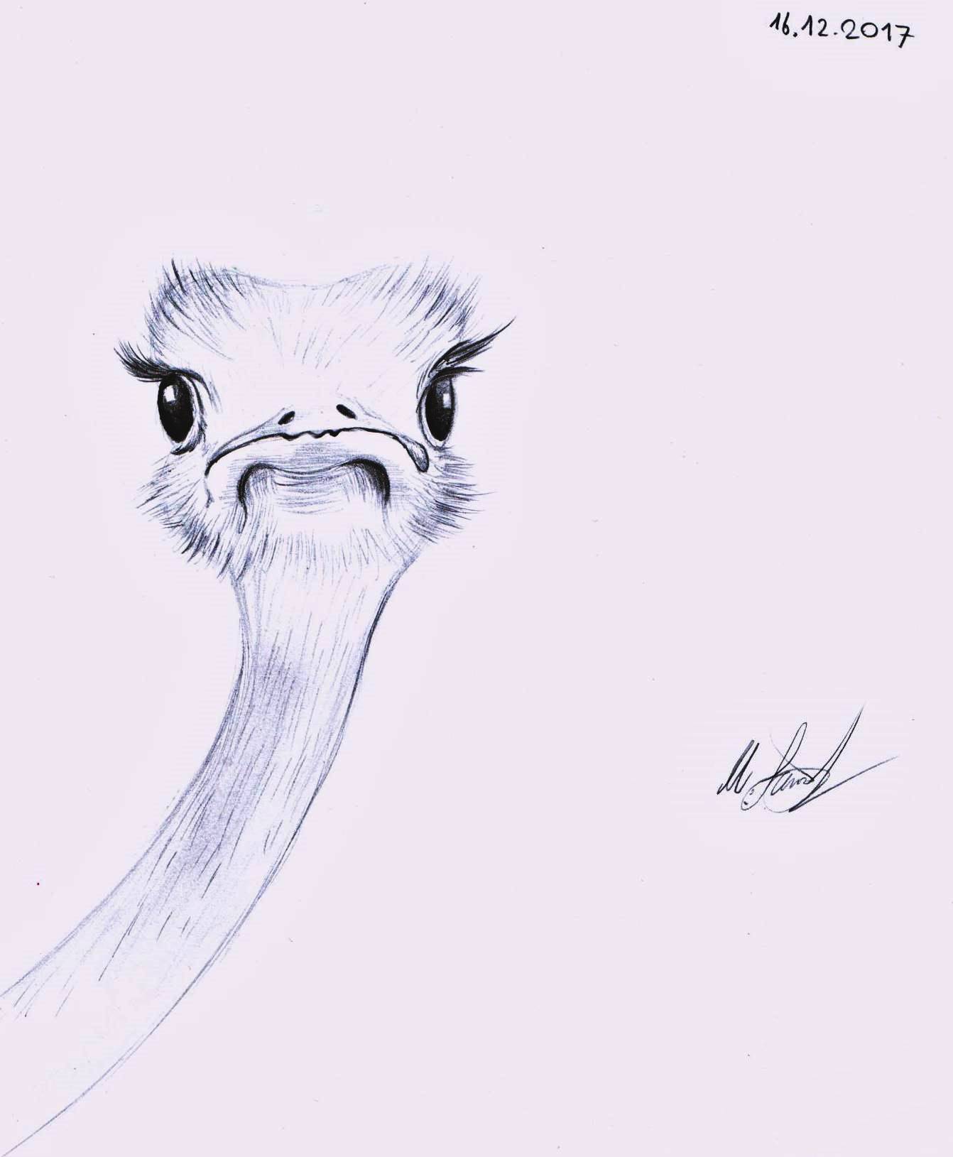 1342x1629 Sweet A Sketch ) Ostrich Artwork By Me Deve Eskizim - Ostrich Sketch