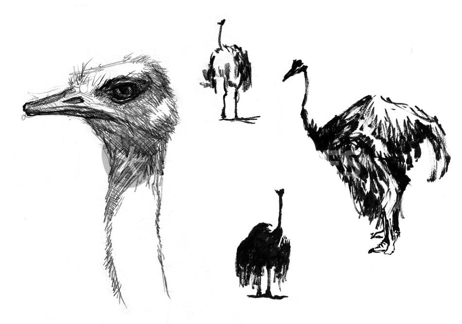 950x666 Ostrich Sketch Drawing Art Prints And Posters By Jaume - Ostrich Sketch