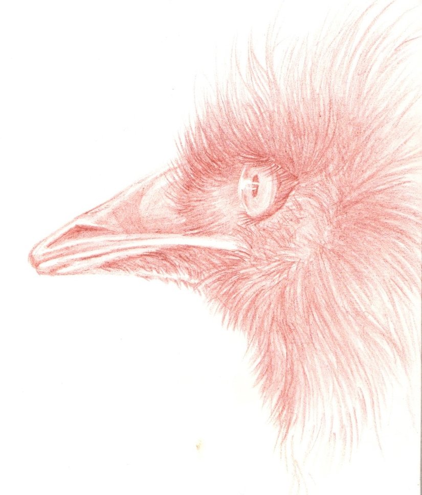 825x969 Ostrich Sketch By Feathereddiva - Ostrich Sketch