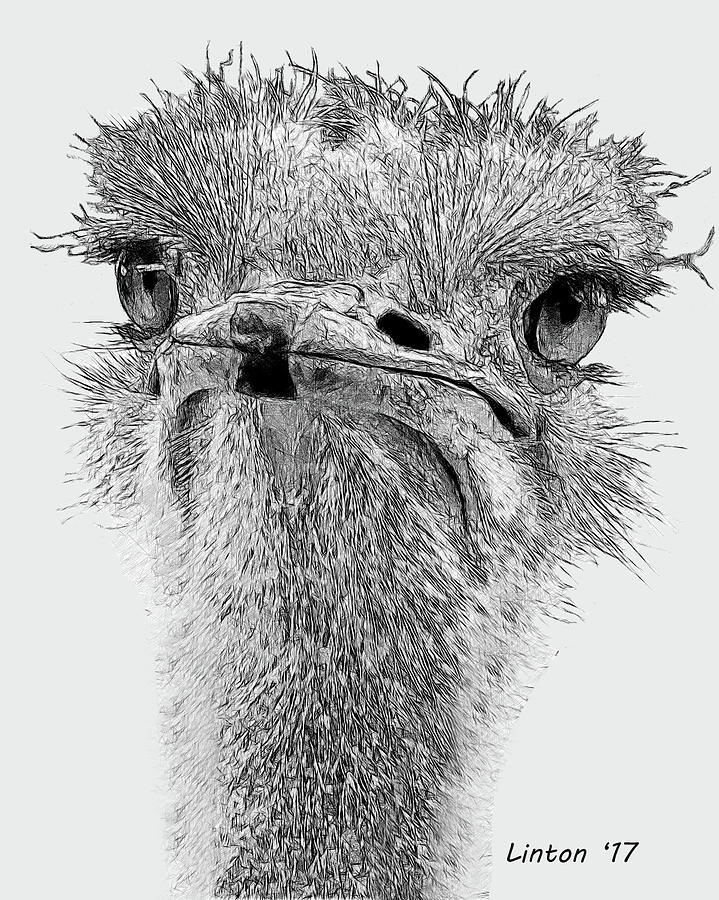 719x900 African Ostrich Sketch Digital Art By Larry Linton - Ostrich Sketch