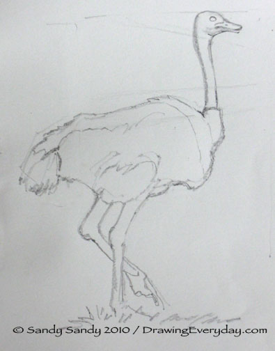 395x504 Drawing Everyday Ostrich Drawing - Ostrich Sketch