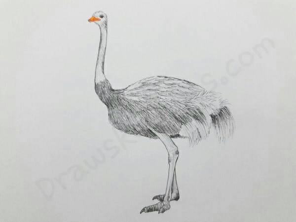 Ostrich Sketch at PaintingValley.com | Explore collection of Ostrich Sketch