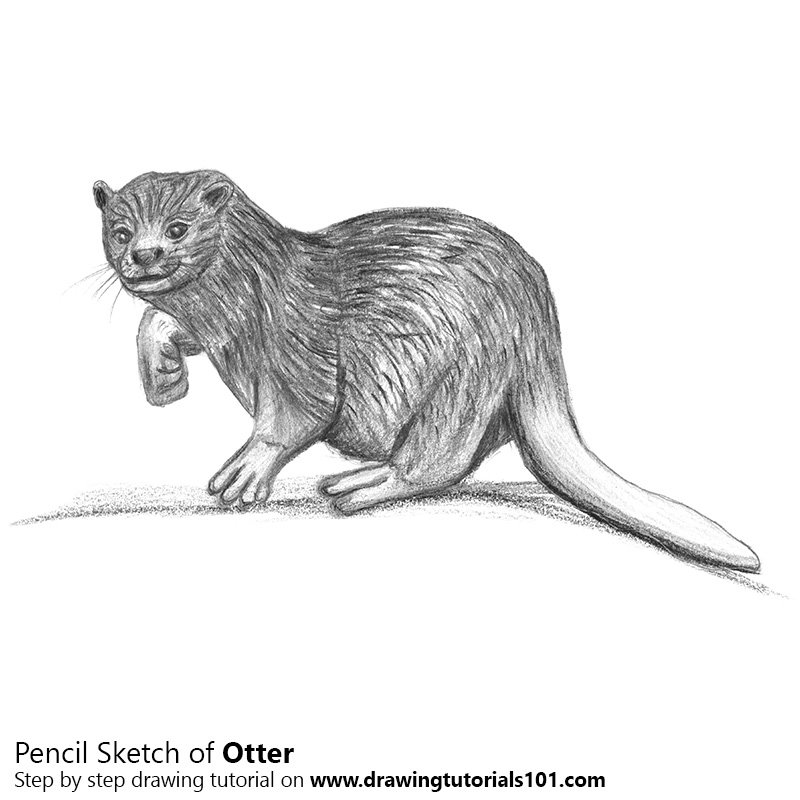 800x800 Otter Pencil Drawing - Otter Sketch