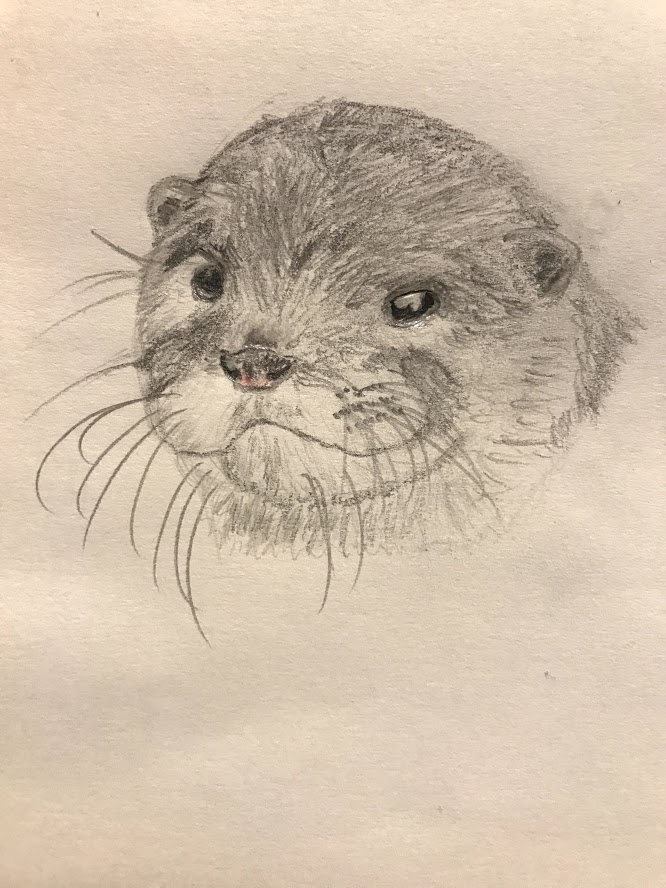 666x888 Otter Sketch By Sabertoothed Wolf - Otter Sketch