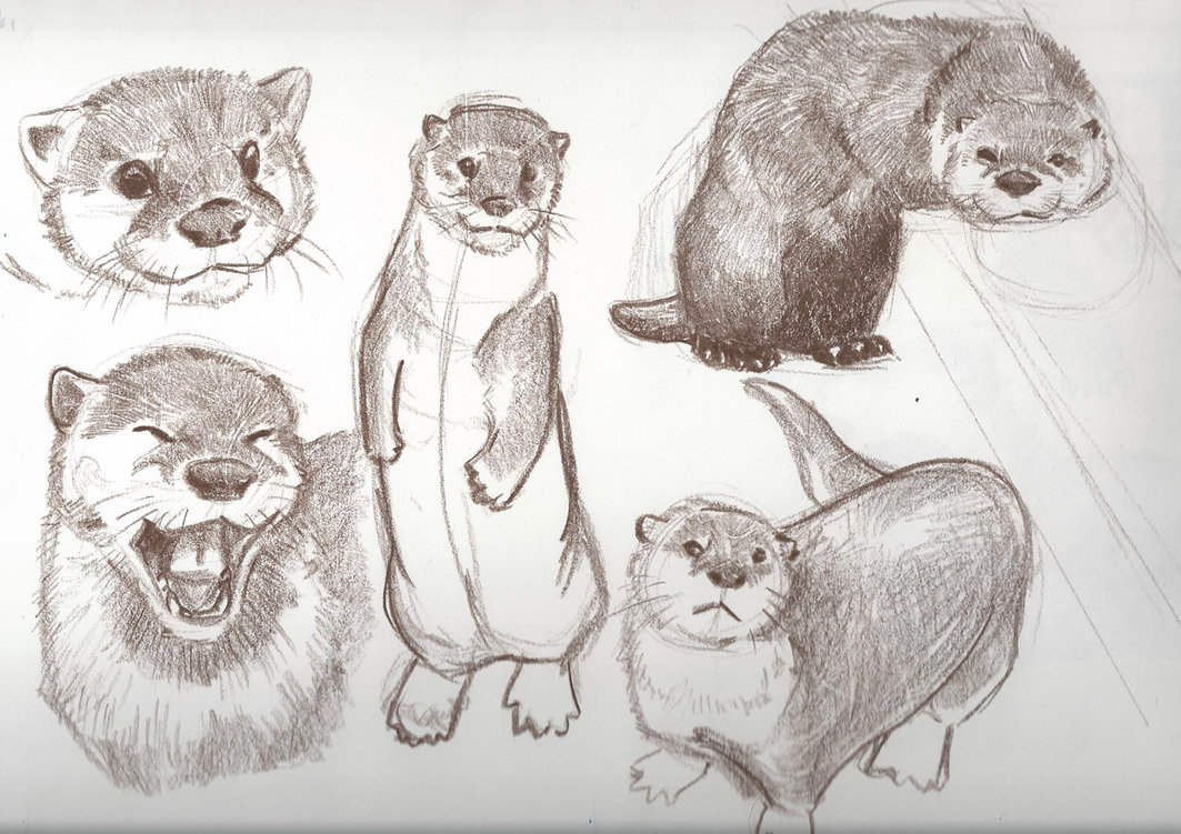 1063x751 Otter Sketches 01 By Runtytiger - Otter Sketch