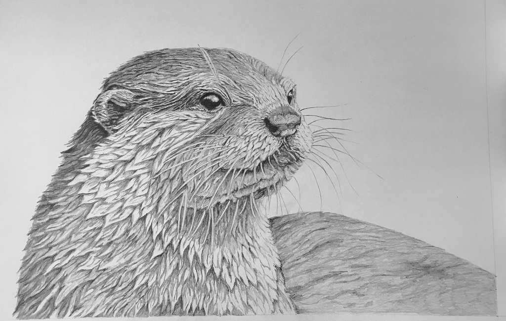 1024x650 Otter Drawing Otter - Otter Sketch.