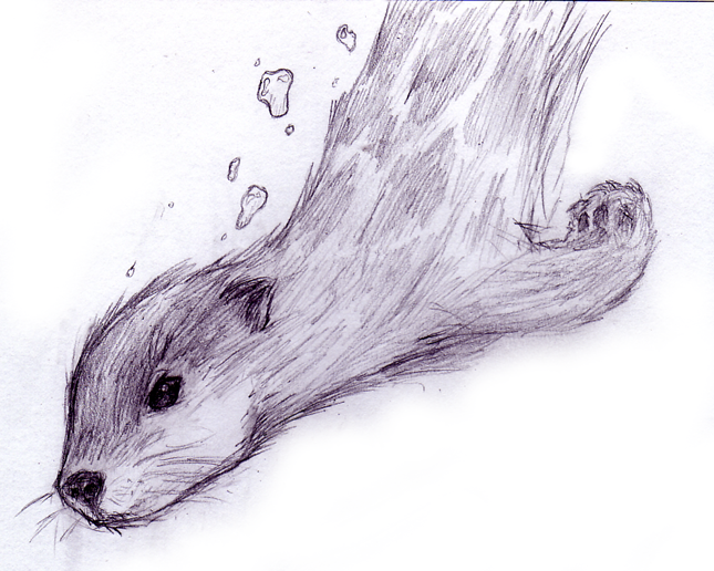 645x516 Otter Sketch Hoots And Otterrs Otter Tattoo - Otter Sketch